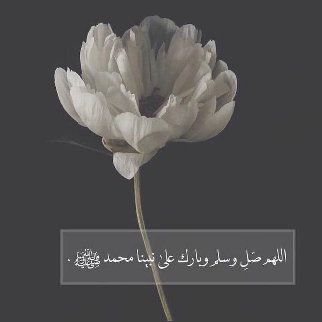 شباك السعودية 64
