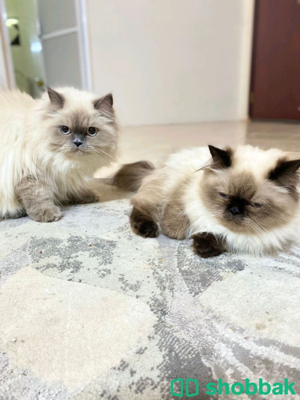 2 cat Male And female  Shobbak Bahrain