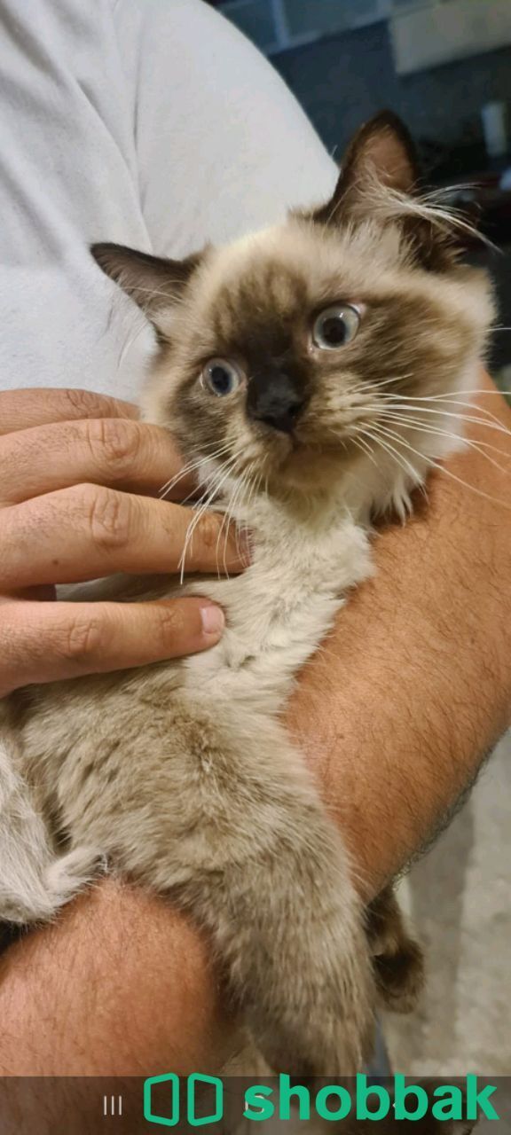 3 kittens for adoption شباك البحرين