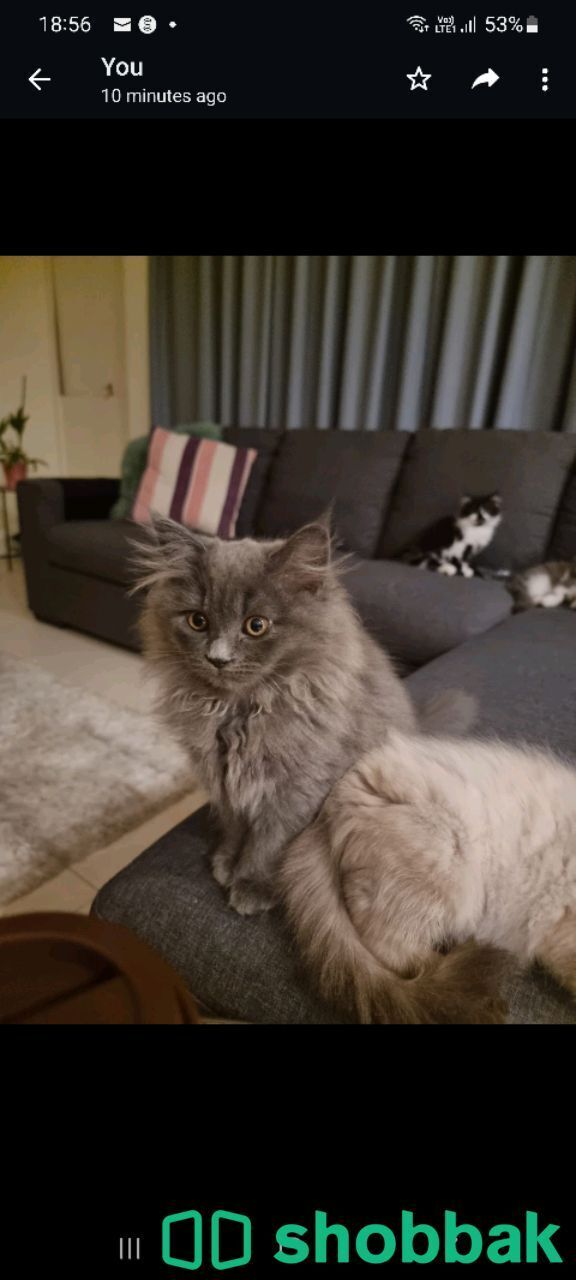 3 kittens for adoption شباك البحرين