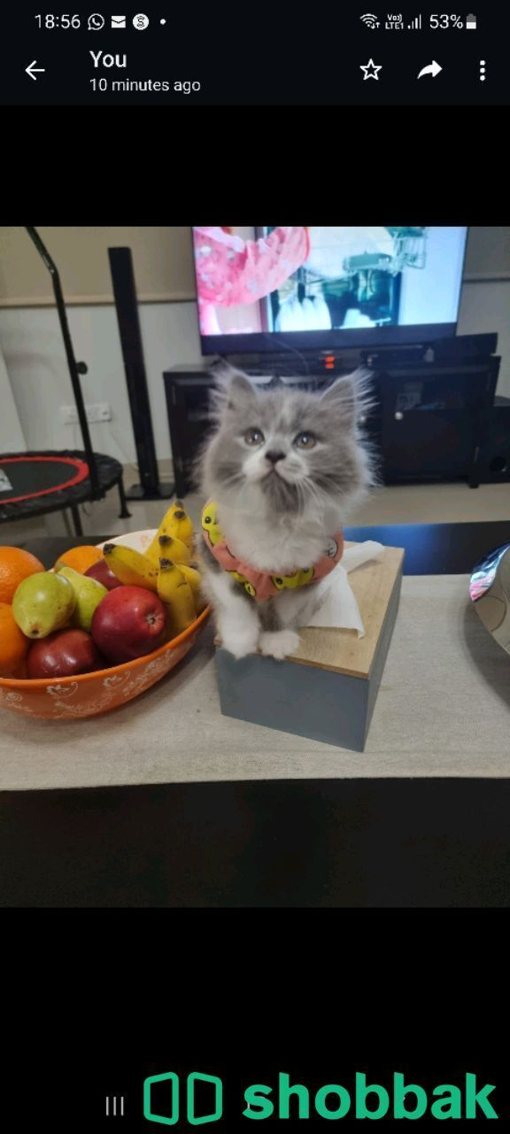 3 kittens for adoption شباك البحرين