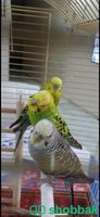 3 طيور بادجي Shobbak Saudi Arabia