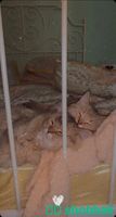 3 قطط إناث للبيع  شباك السعودية