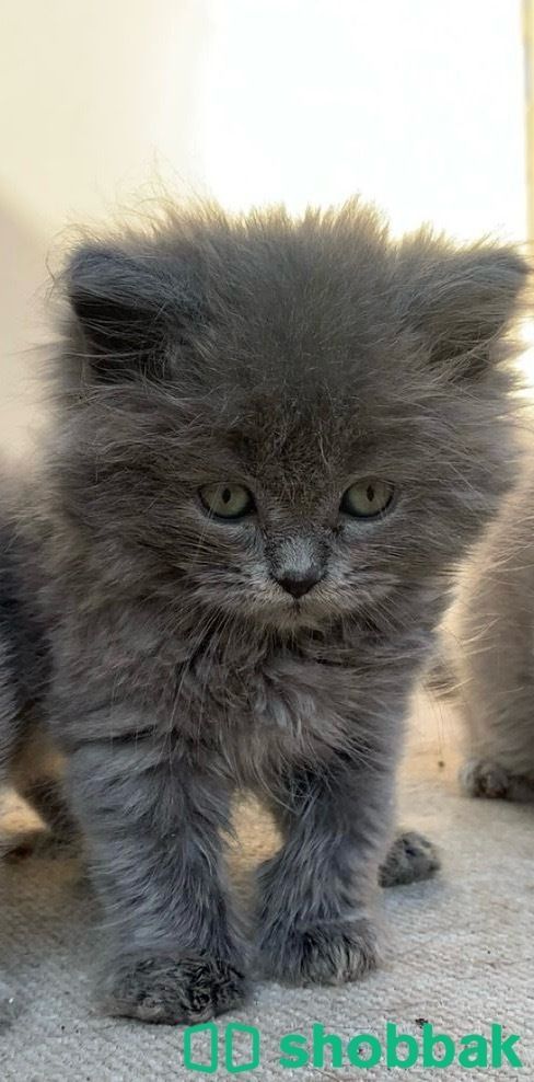 3 قطط سكوتش فولد للبيع بسعر مغري Shobbak Saudi Arabia