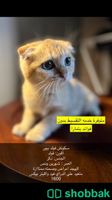 4 قطط سكوتش مستوى عاالي بيوور 👌 Shobbak Saudi Arabia