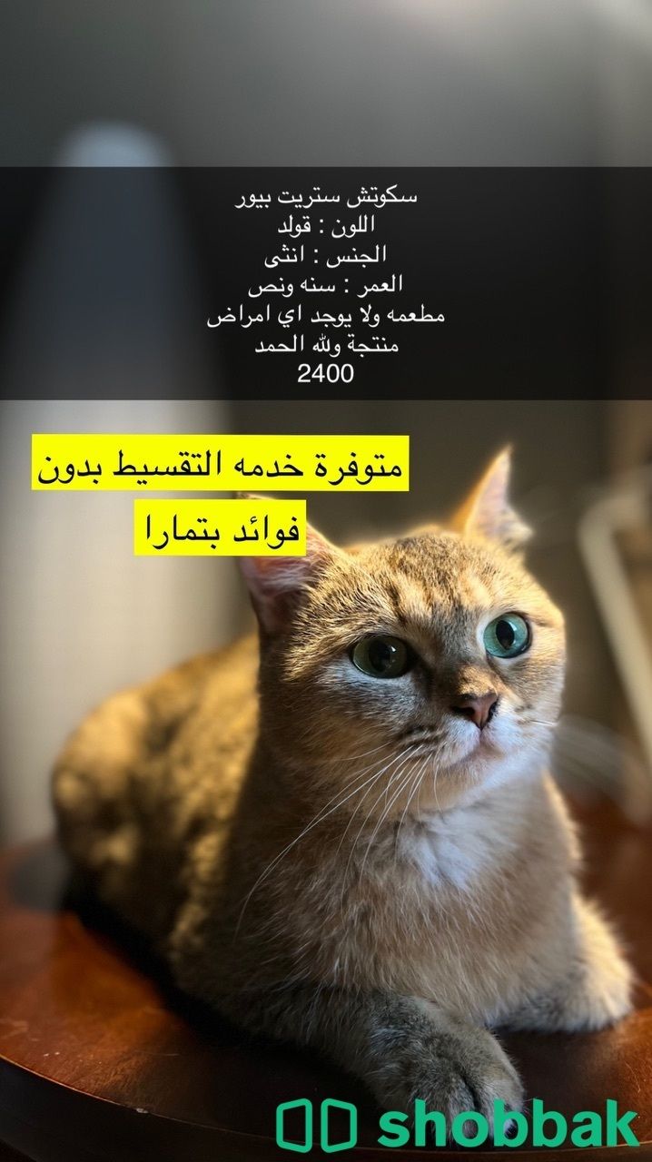 4 قطط سكوتش مستوى عاالي بيوور 👌 Shobbak Saudi Arabia