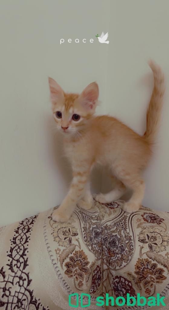  4 قطط للبيع  Shobbak Saudi Arabia