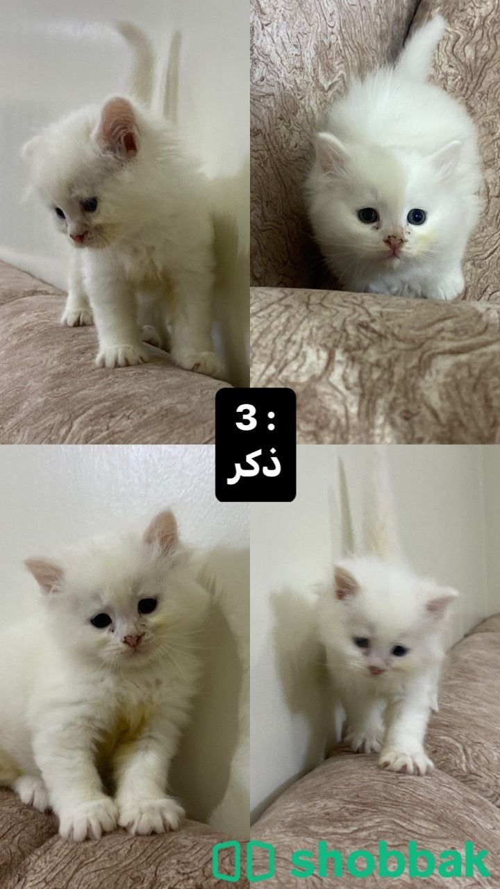 4 قطط للبيع شباك السعودية
