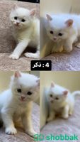 4 قطط للبيع شباك السعودية