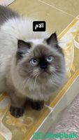 4 قطط للبيع Shobbak Saudi Arabia