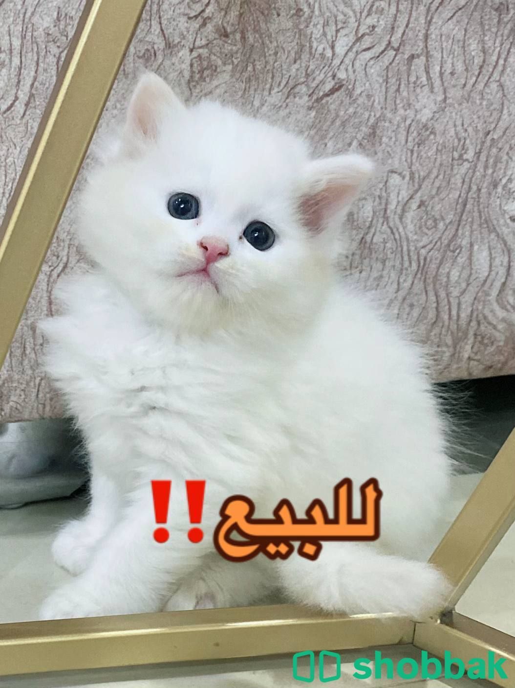 4 قطط للبييع شيرازي Shobbak Saudi Arabia