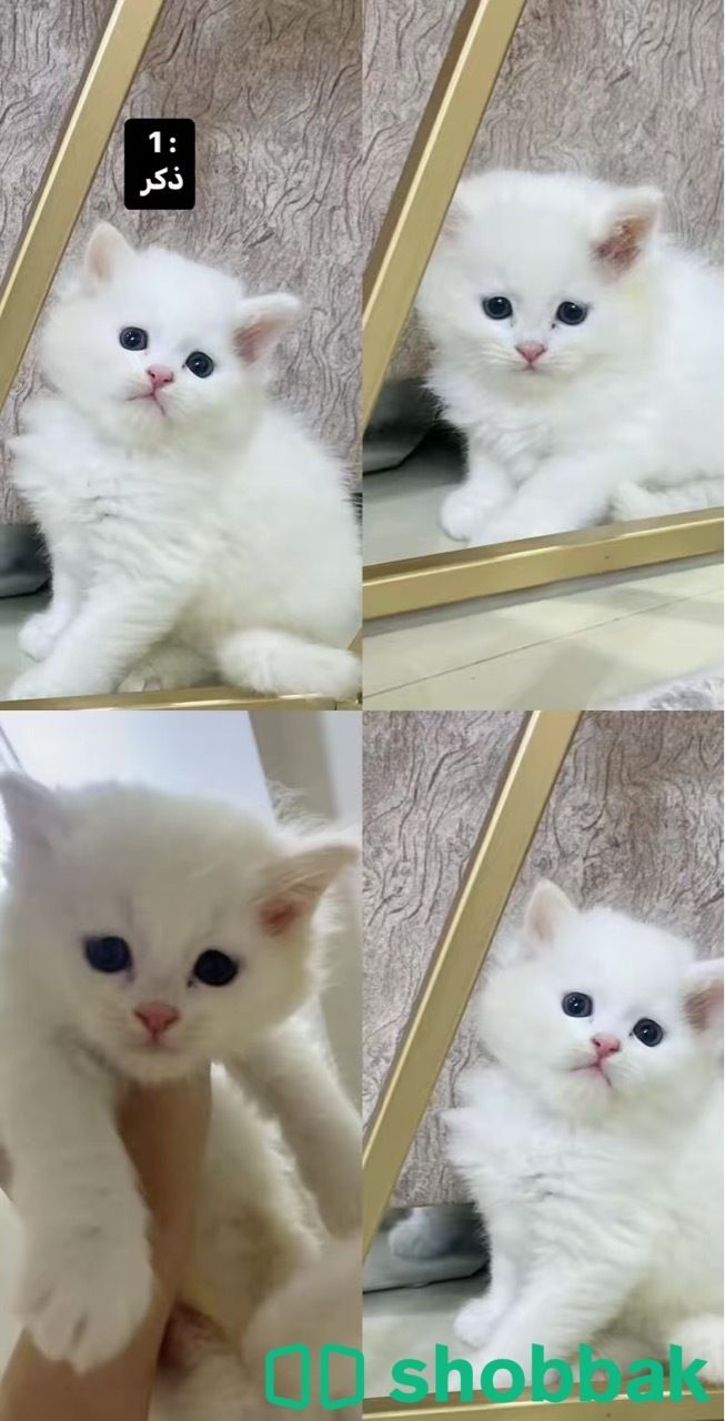 4 قطط للبييع شيرازي شباك السعودية