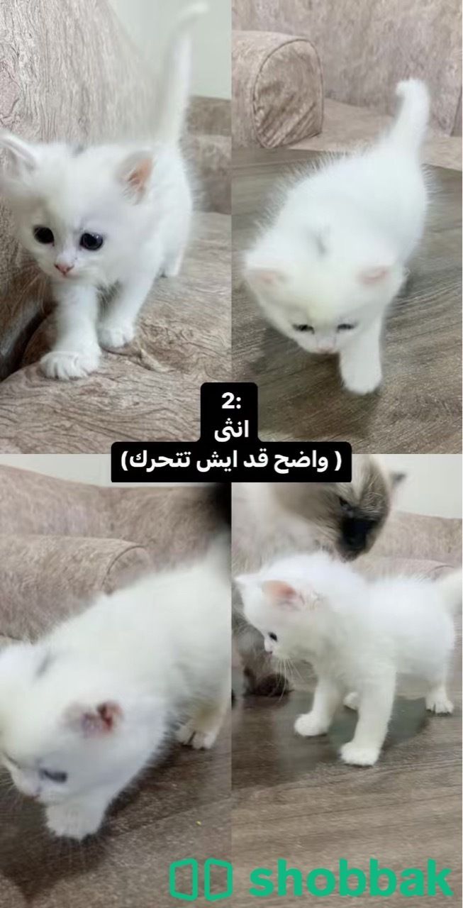 4 قطط للبييع شيرازي شباك السعودية