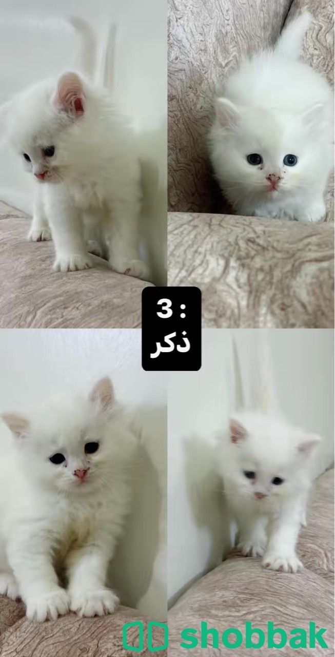 4 قطط للبييع شيرازي Shobbak Saudi Arabia