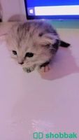 Baby cat  Shobbak Saudi Arabia