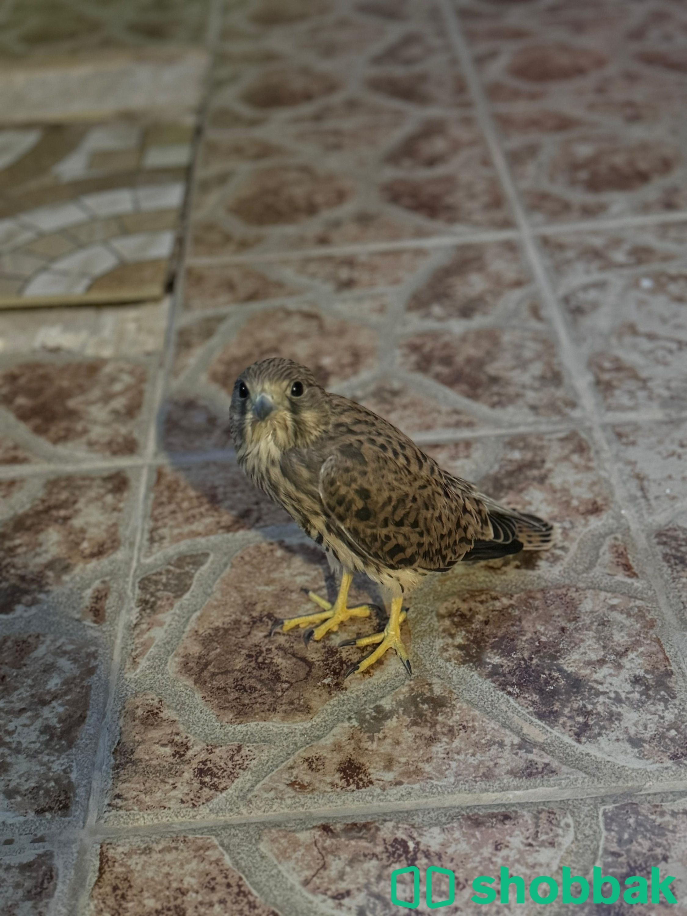 Baby Falcon Shobbak Saudi Arabia