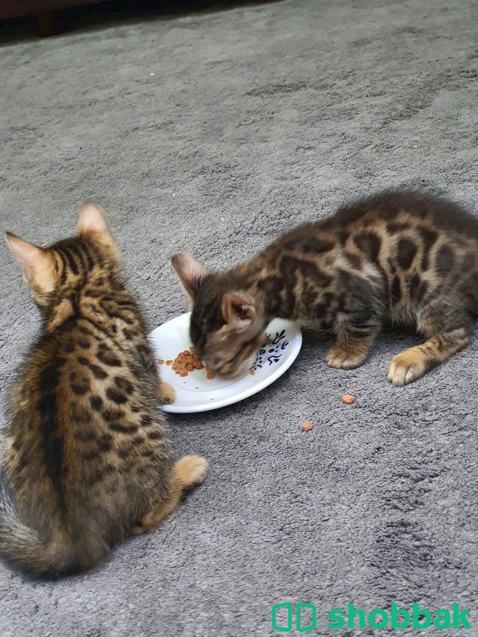 Bengal cats for sale شباك الإمارات العربية المتحدة