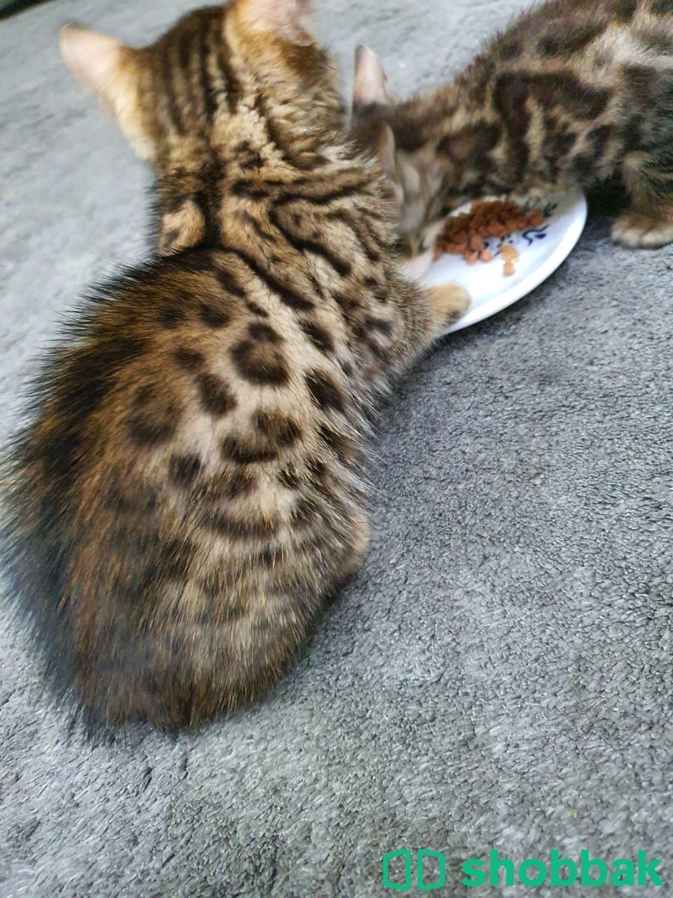 Bengal cats for sale شباك الإمارات العربية المتحدة