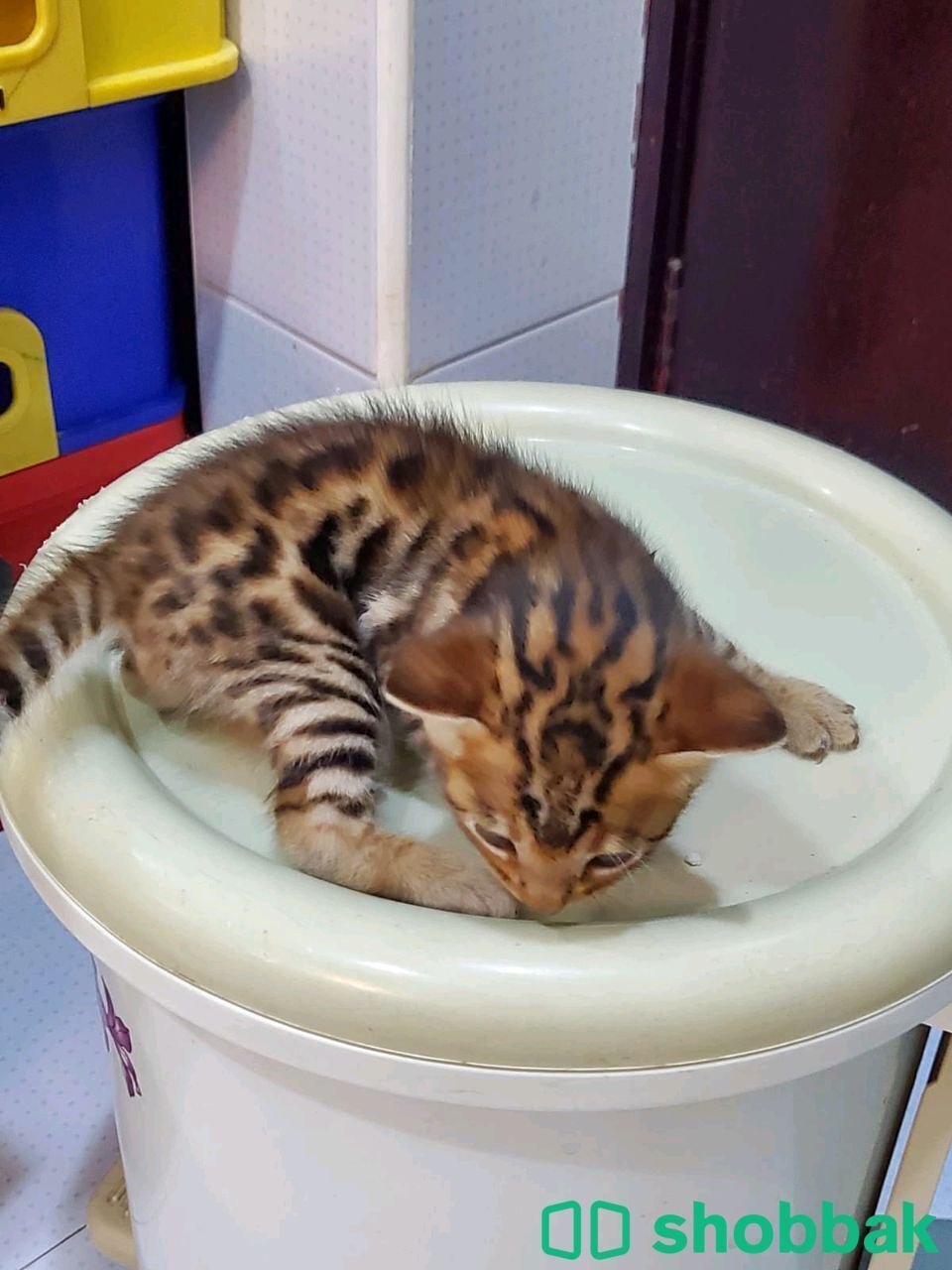 Bengal cats for sale شباك الإمارات العربية المتحدة