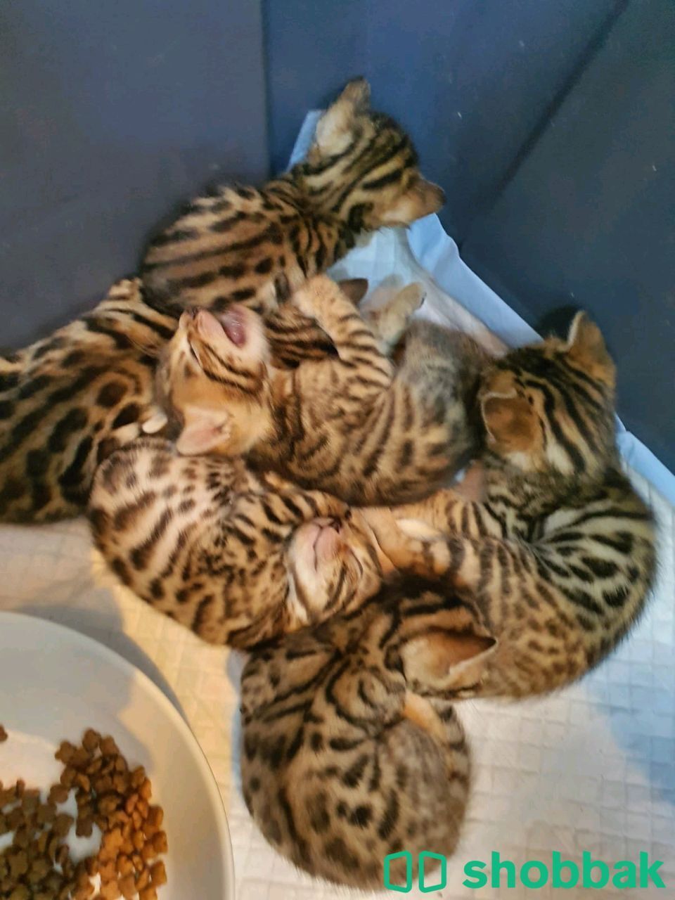 Bengal cats for sale شباك الإمارات العربية المتحدة