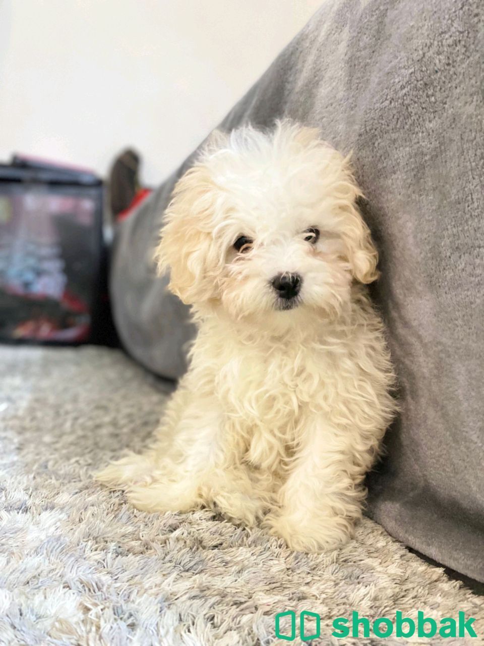 Bichon Friz شباك البحرين