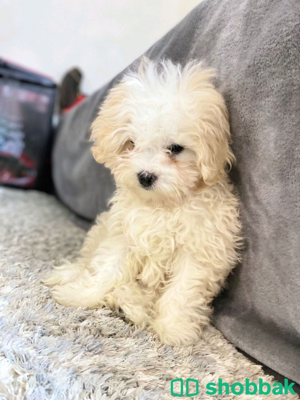 Bichon Friz شباك البحرين