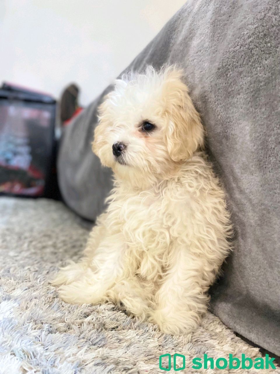 Bichon Friz شباك البحرين
