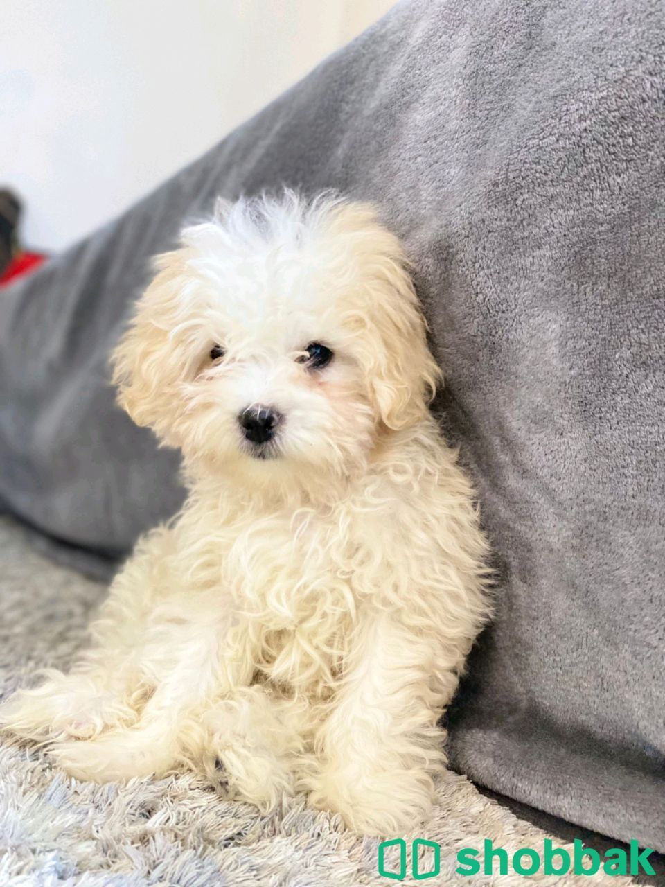 Bichon Friz شباك البحرين