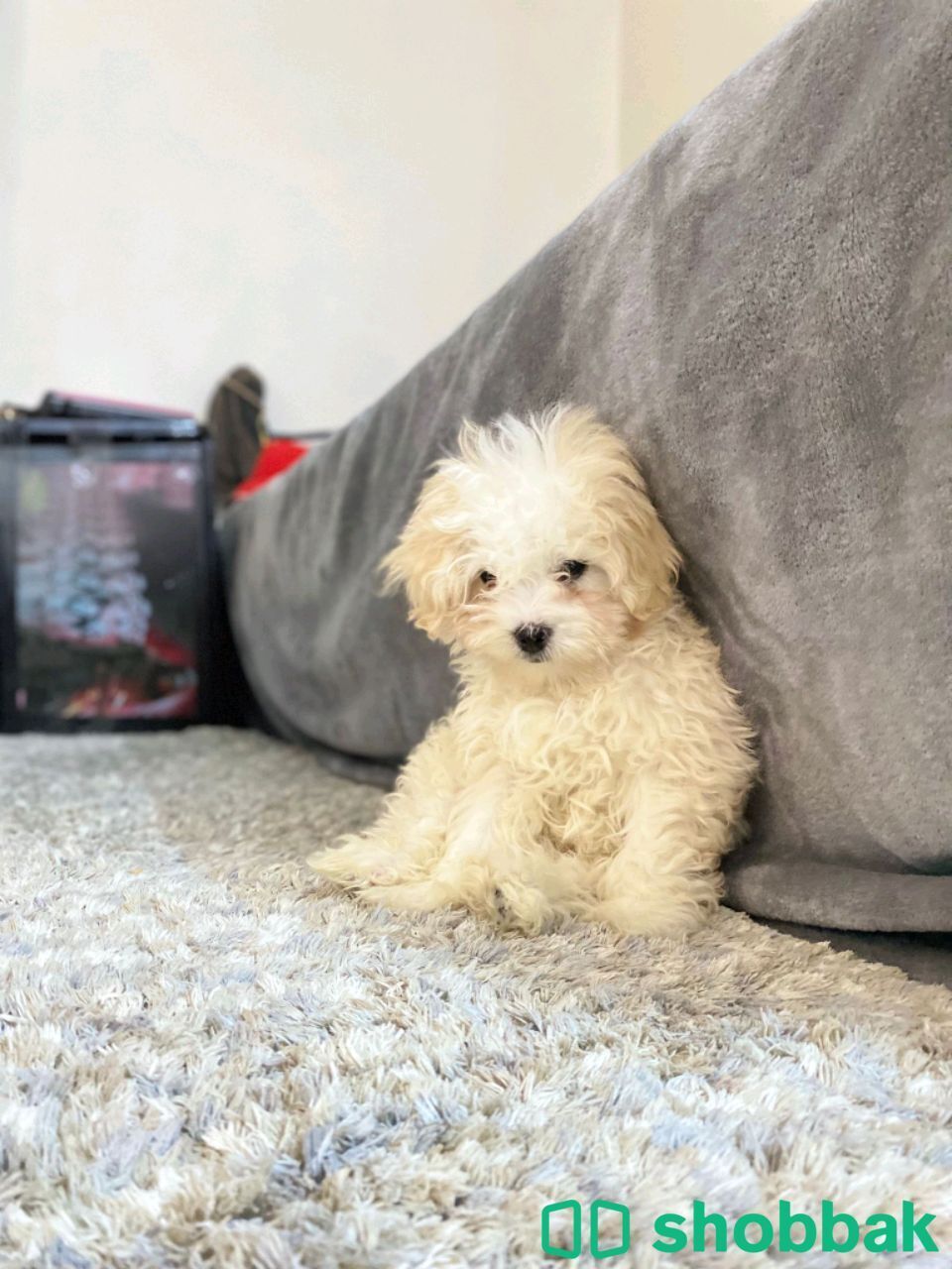Bichon Friz شباك البحرين