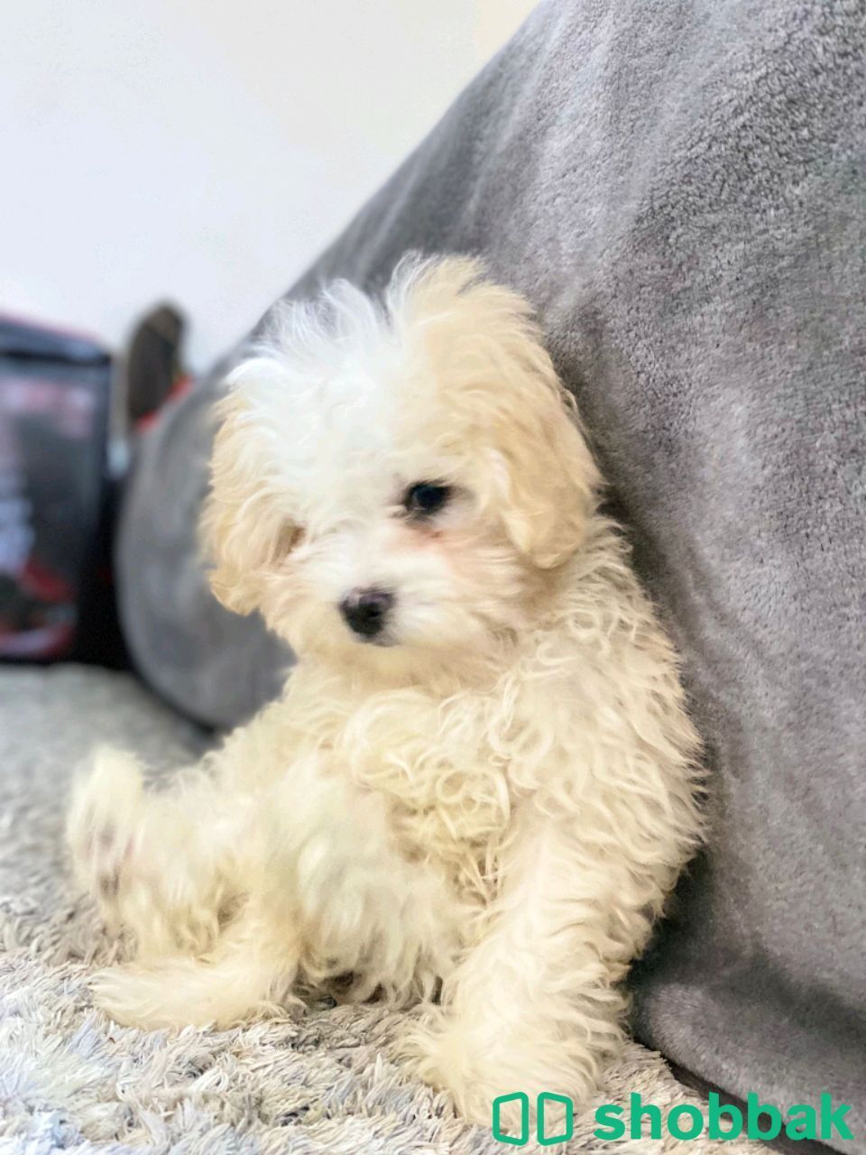 Bichon Friz شباك البحرين