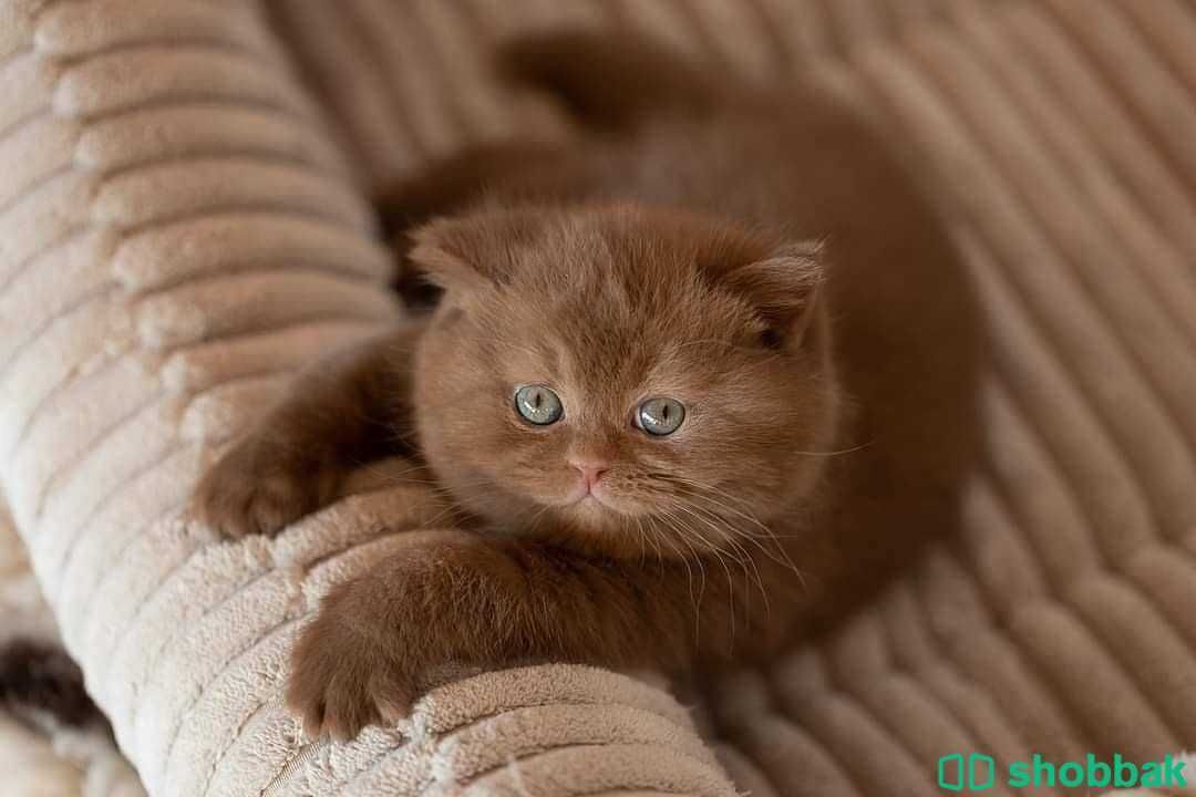 British shorthair kitten available for a good price,  Shobbak Saudi Arabia