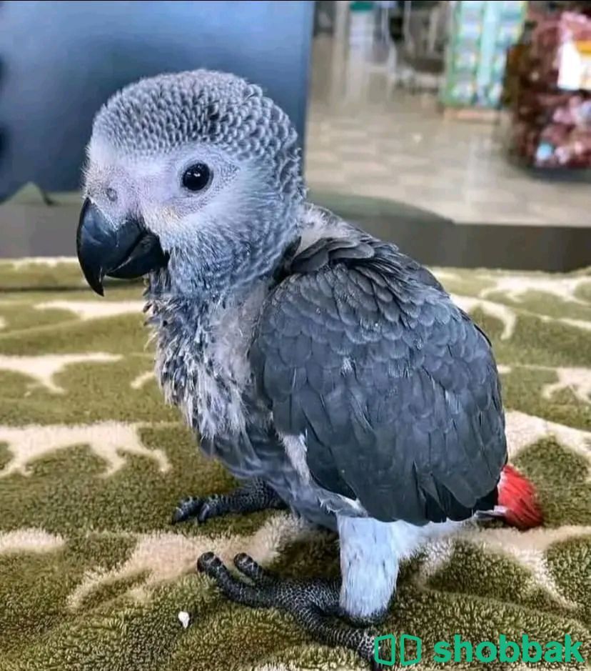 Casko parrot WhatsApp+971568830304 Shobbak Saudi Arabia