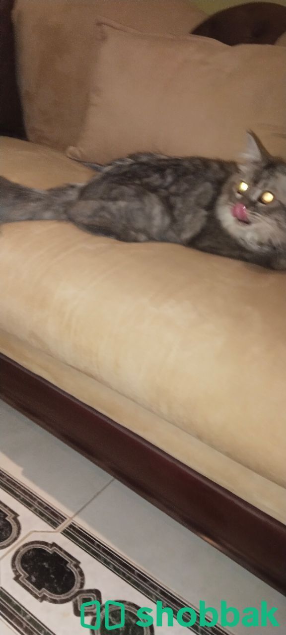 Cat شباك السعودية