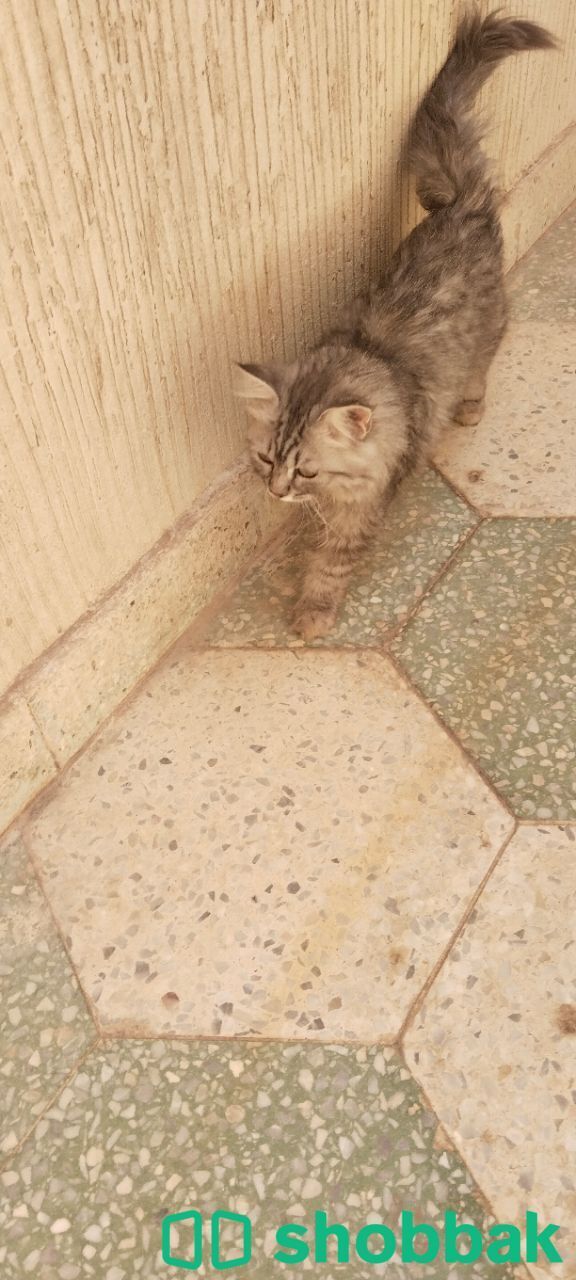 Cat Shobbak Saudi Arabia