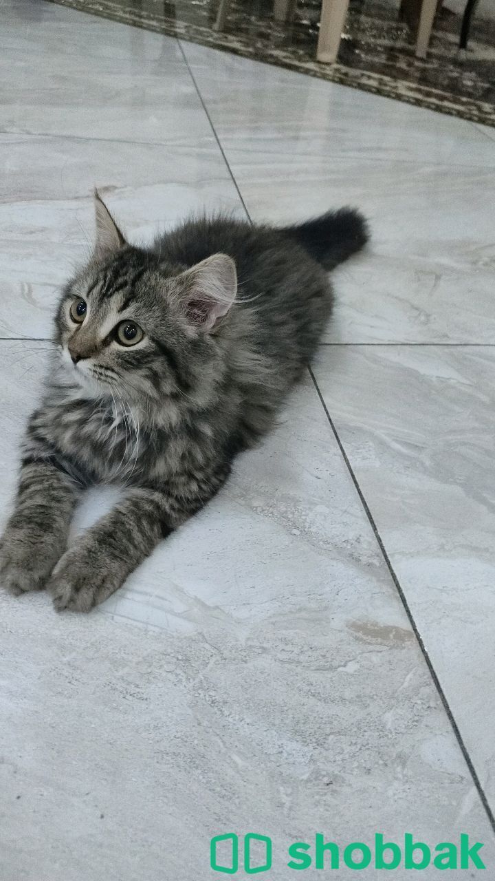 Cat female  Shobbak Bahrain