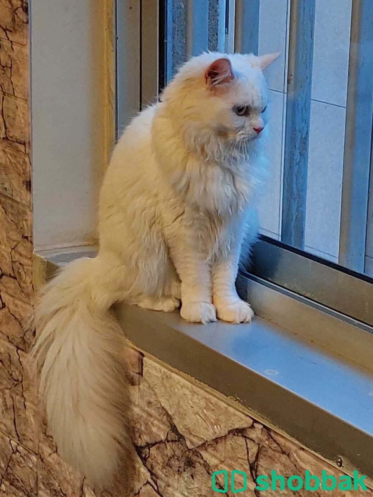 Cat for Adoption Shobbak Saudi Arabia