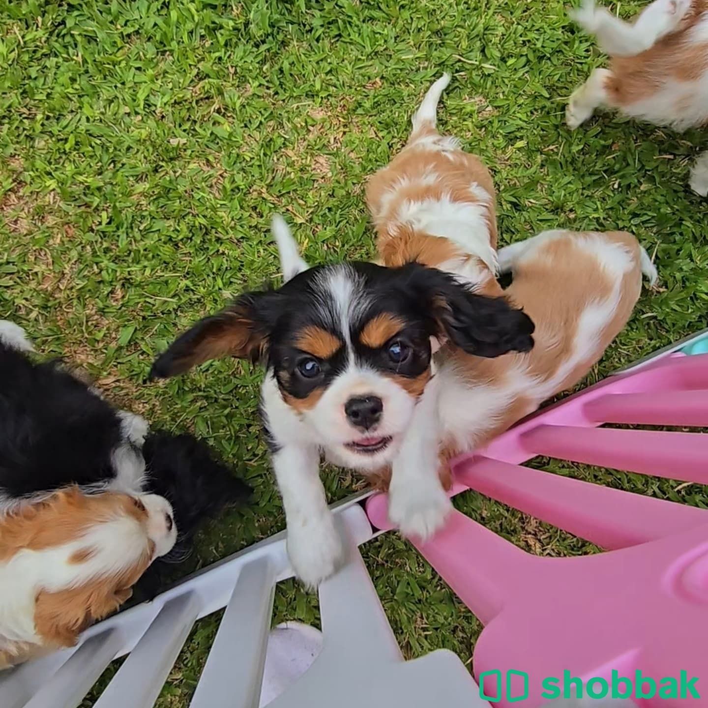  Cavalier King Charles Spaniel puppies  Shobbak Saudi Arabia