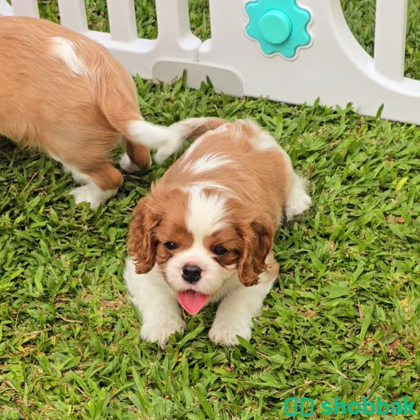  Cavalier King Charles Spaniel puppies  Shobbak Saudi Arabia