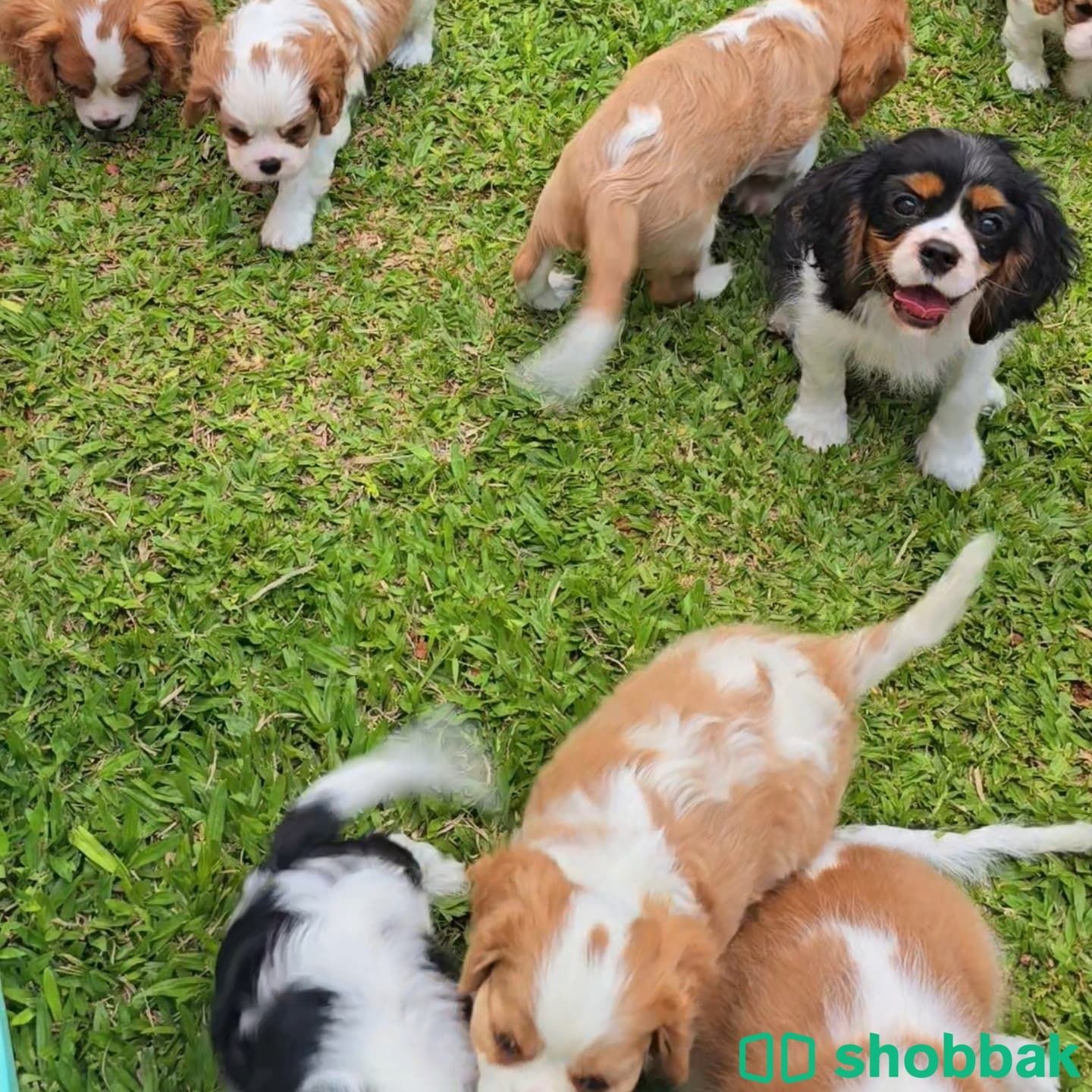 Cavalier King Charles Spaniel puppies  Shobbak Saudi Arabia