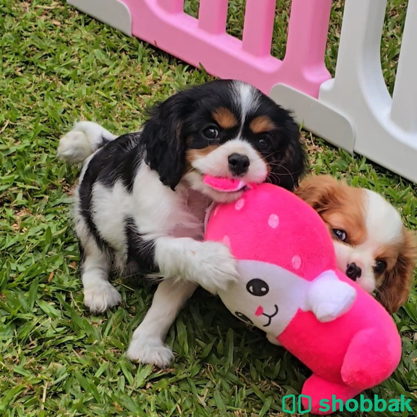  Cavalier King Charles Spaniel puppies  Shobbak Saudi Arabia