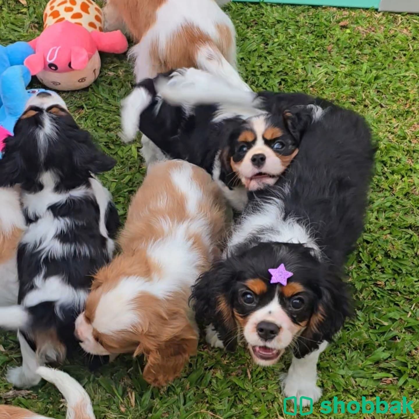 Cavalier King Charles Spaniel puppies  Shobbak Saudi Arabia