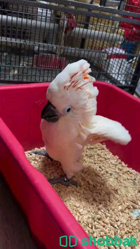 Cockatoo parrot available WhatsApp only  Shobbak Saudi Arabia