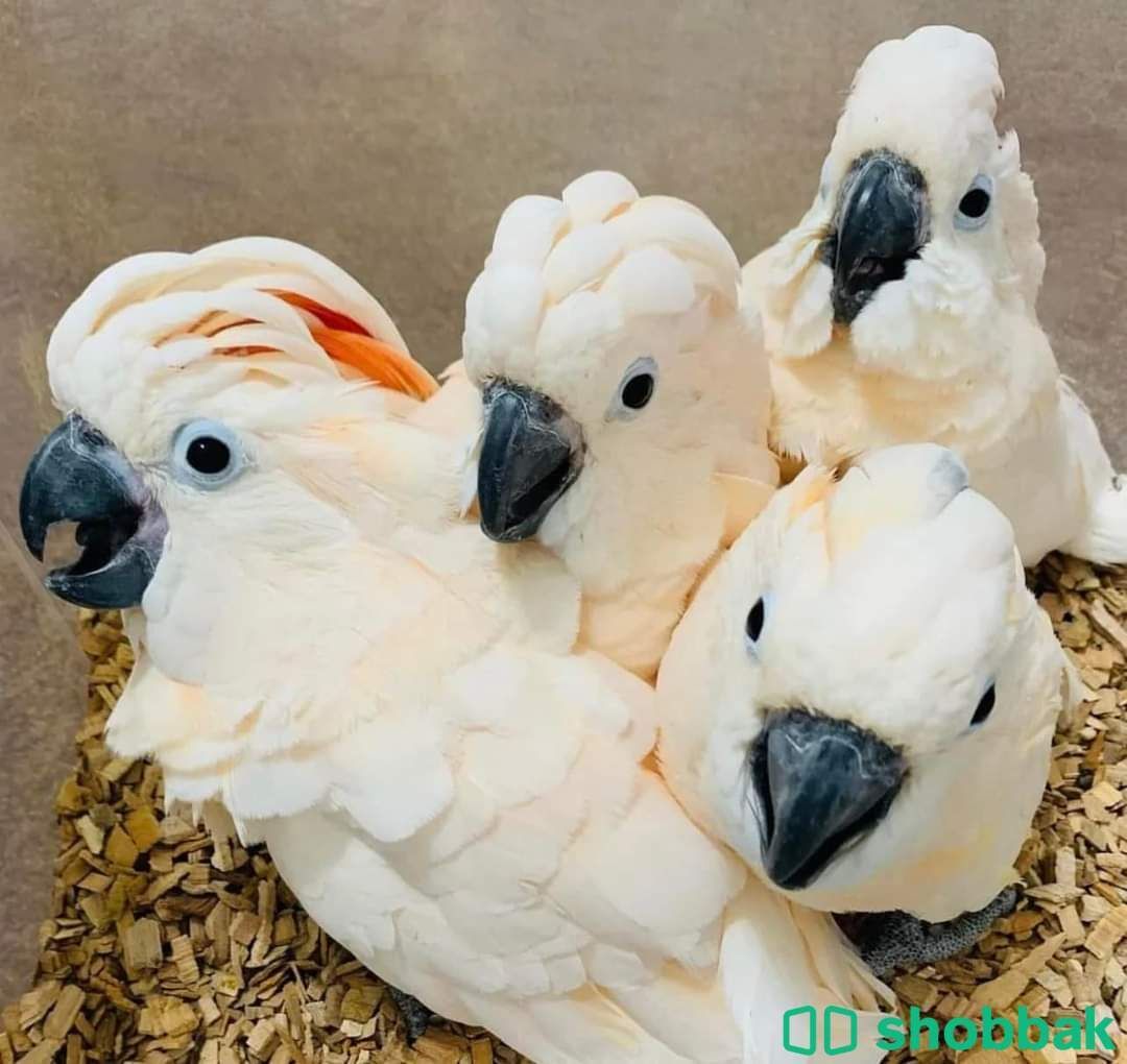 Cockatoo parrot available WhatsApp only  شباك السعودية