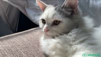 Cute kitten for free Shobbak Saudi Arabia