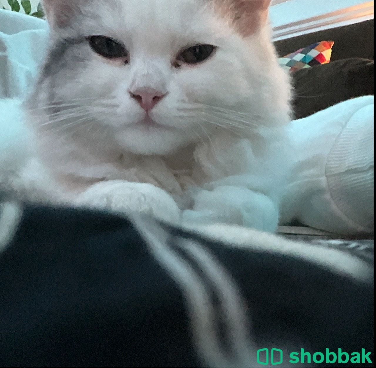 Cute kitten for free Shobbak Saudi Arabia