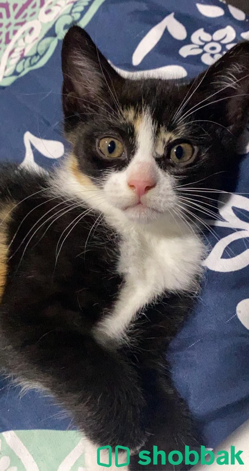 Cute kittens for adoption / قطط للتبني Shobbak Bahrain