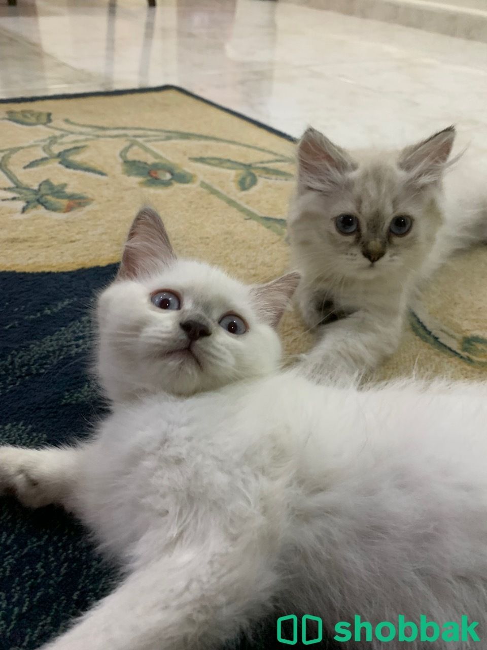Cute kittens for FREE شباك السعودية