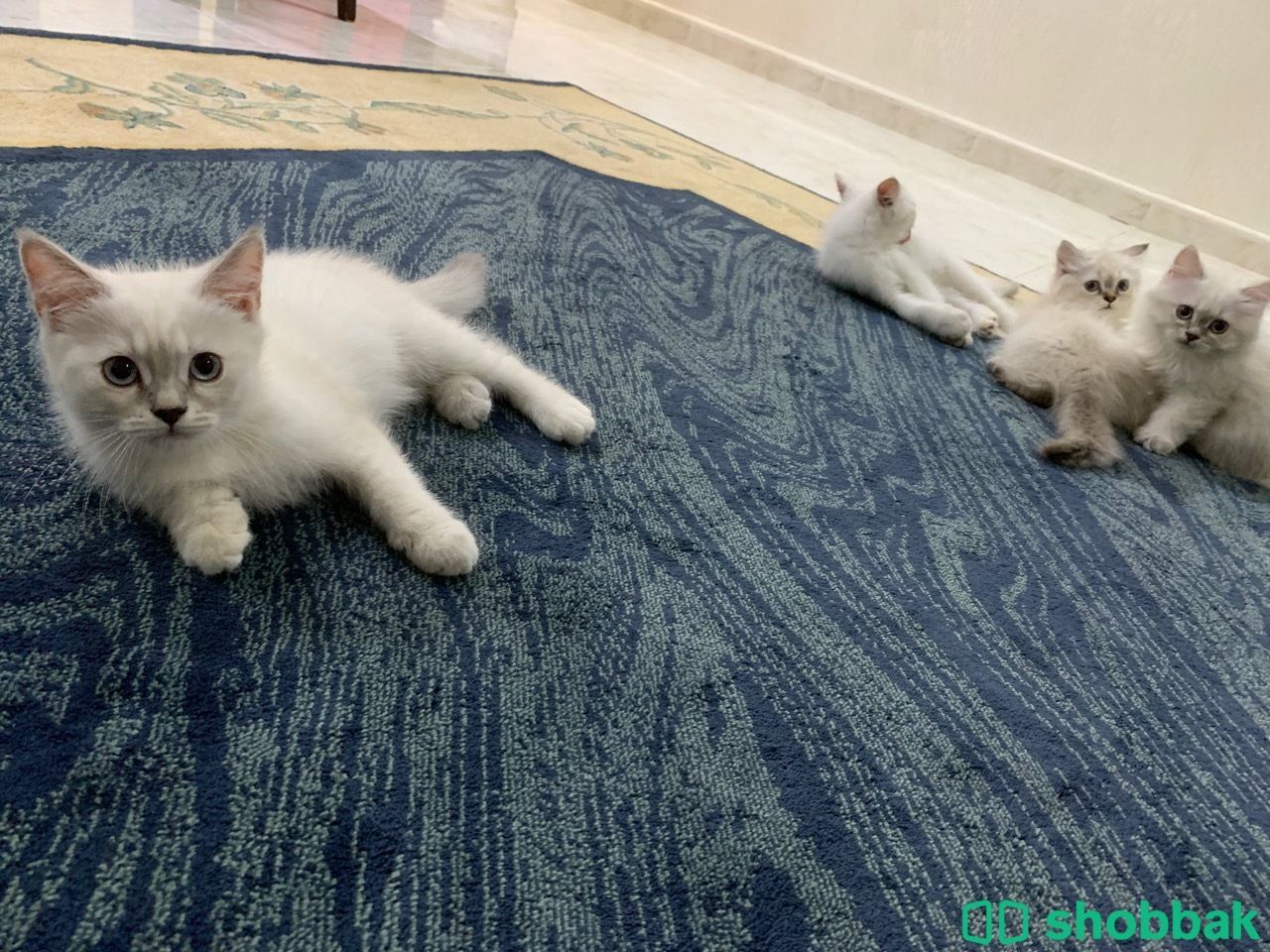 Cute kittens for FREE شباك السعودية