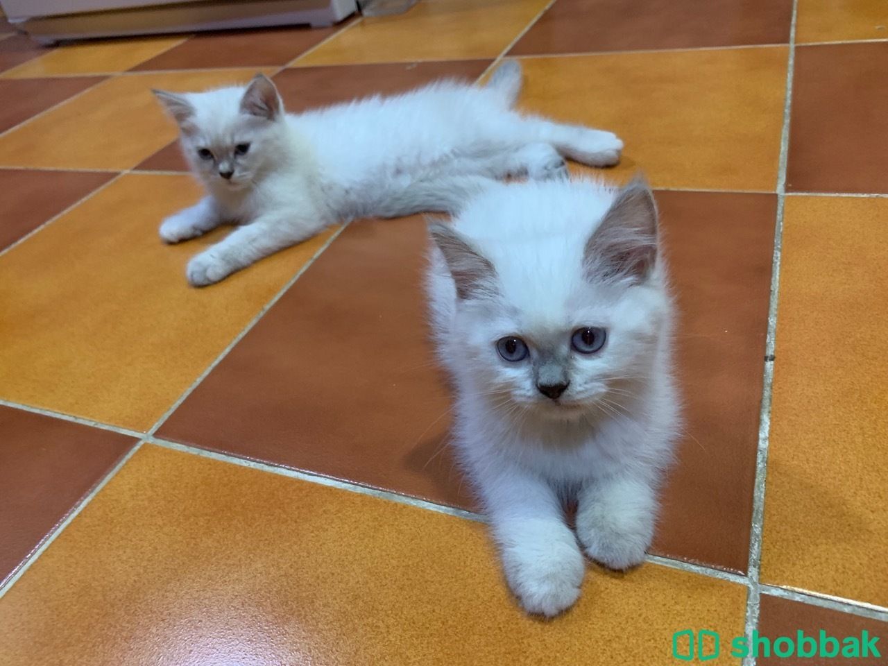 Cute kittens for FREE Shobbak Saudi Arabia