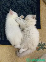 Cute kittens for FREE Shobbak Saudi Arabia